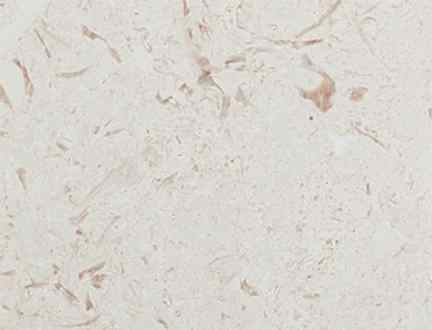 Emelas Pearl Limestone